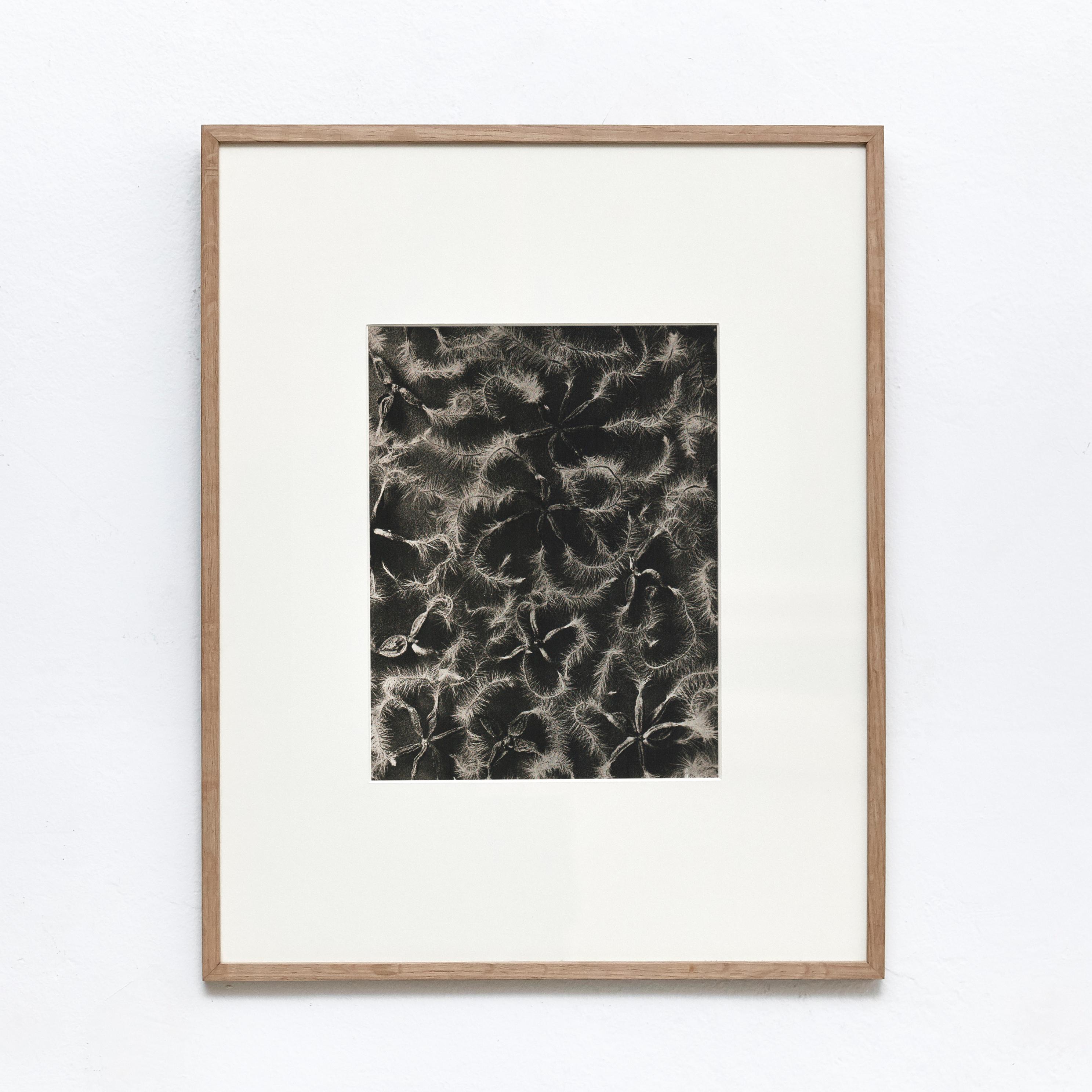 Karl Blossfeldt Black White Flower Photogravure Botanic Photography, 1942 In Good Condition In Barcelona, Barcelona