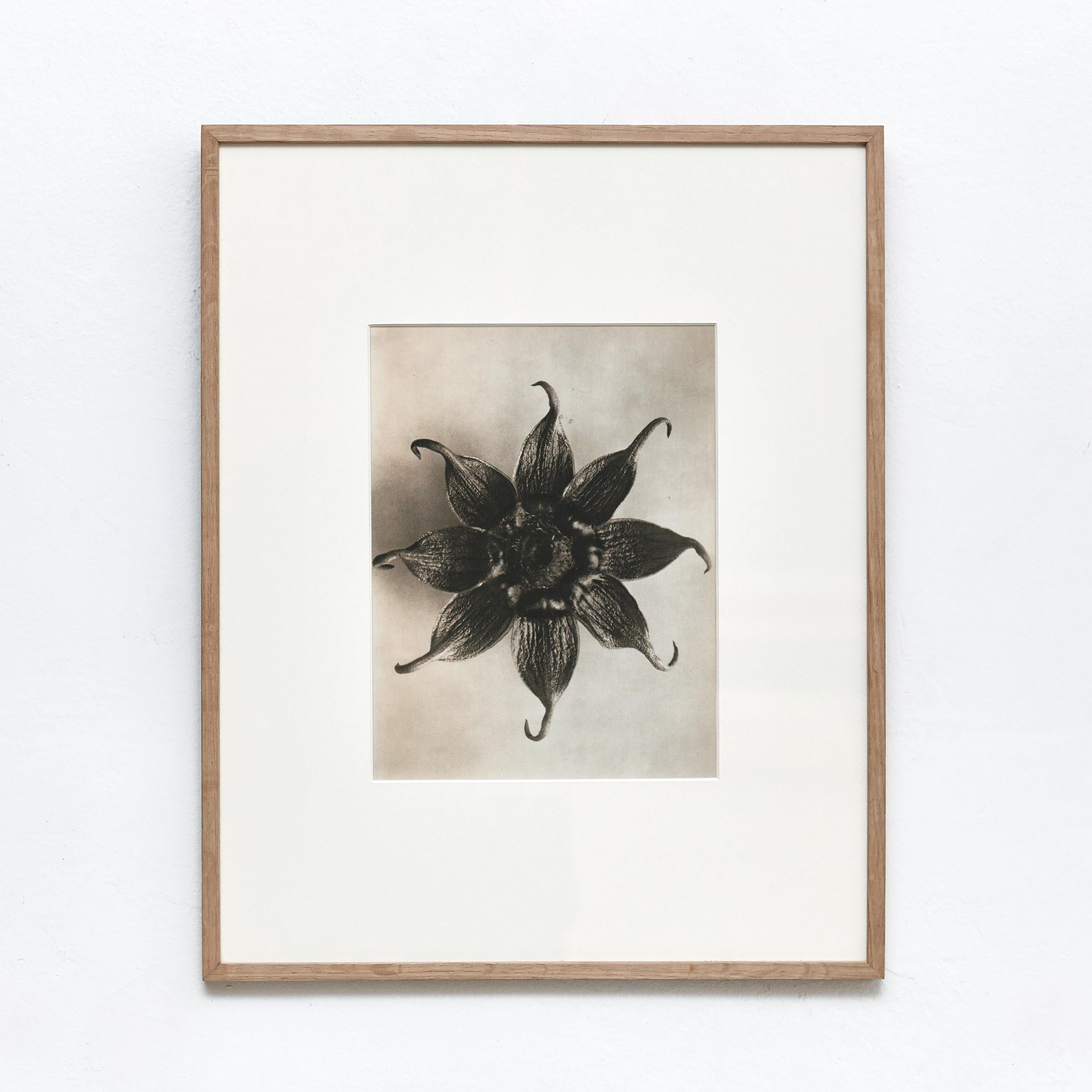 Karl Blossfeldt Black White Flower Photogravure Botanic Photography, 1942 In Good Condition In Barcelona, Barcelona