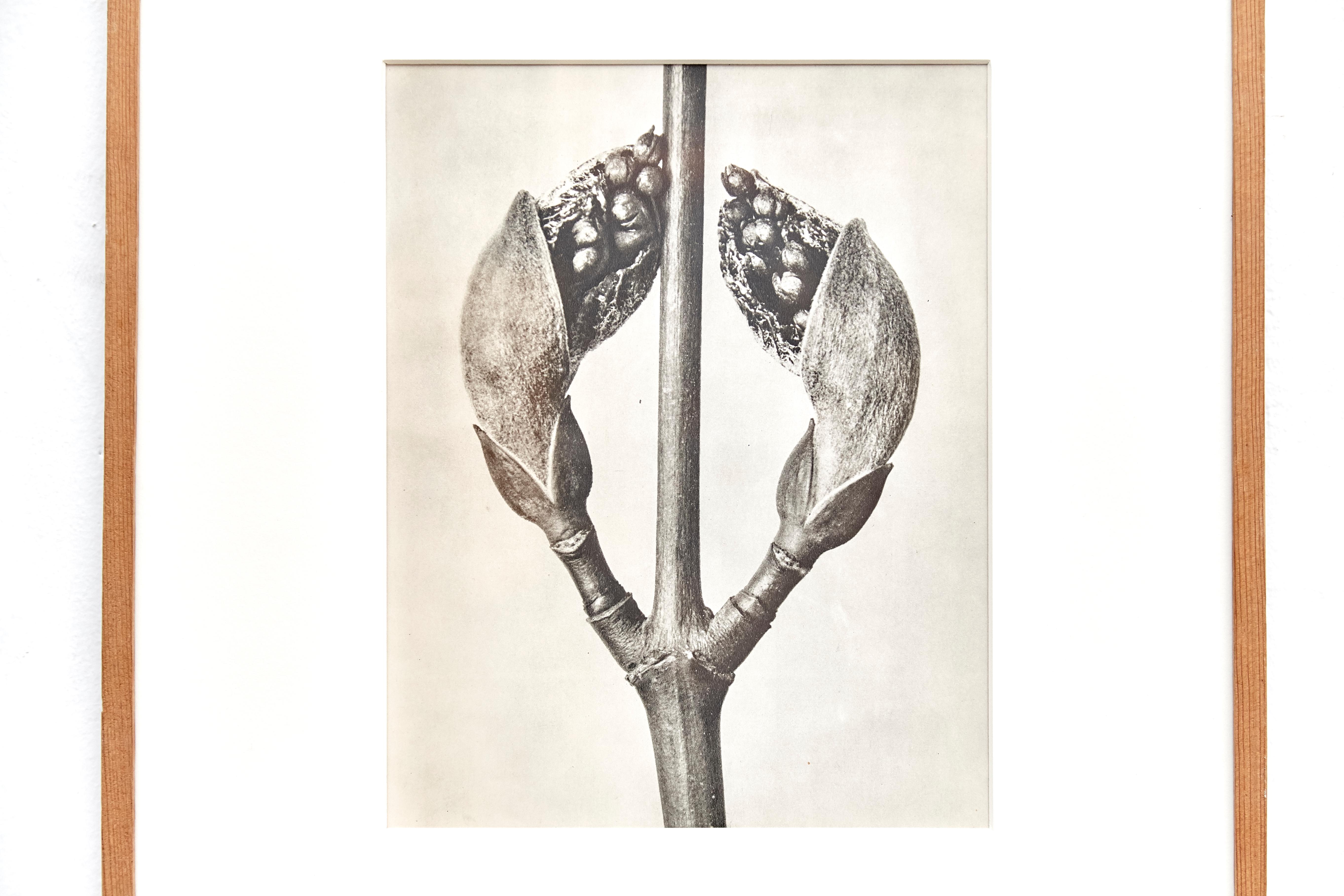 Karl Blossfeldt Black White Flower Photogravure Botanic Photography, 1942 In Good Condition In Barcelona, Barcelona