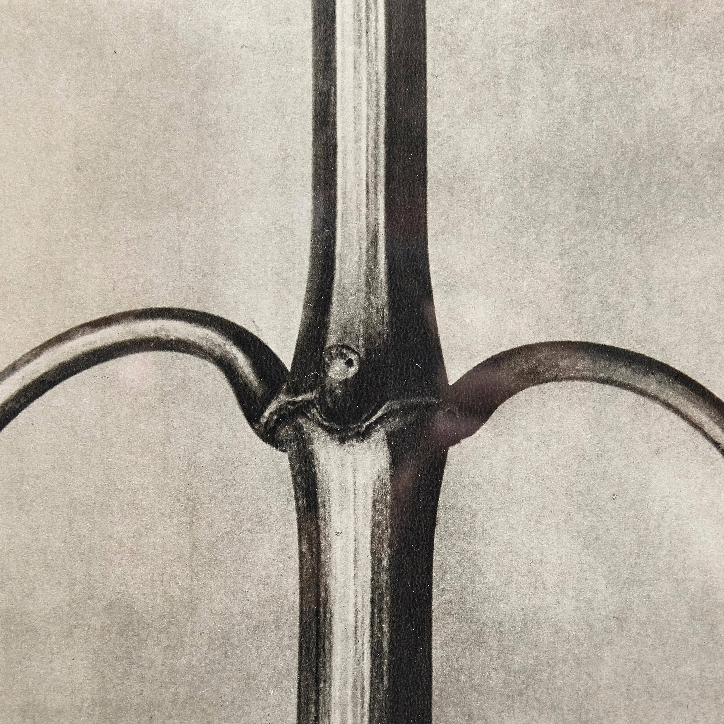 Karl Blossfeldt Black White Flower Photogravure Botanic Photography, 1942 In Good Condition For Sale In Barcelona, Barcelona