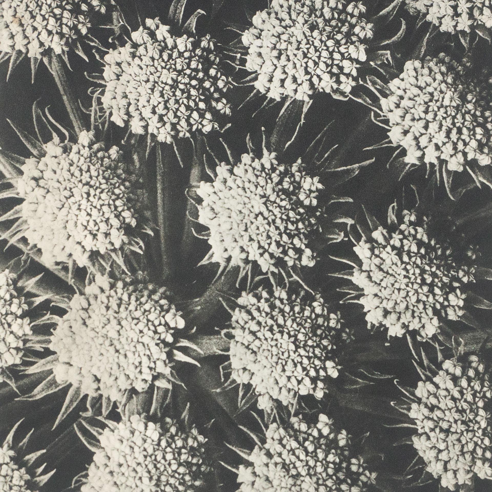 Karl Blossfeldt Black White Flower Photogravure Botanic Photography, 1942 In Good Condition In Barcelona, Barcelona