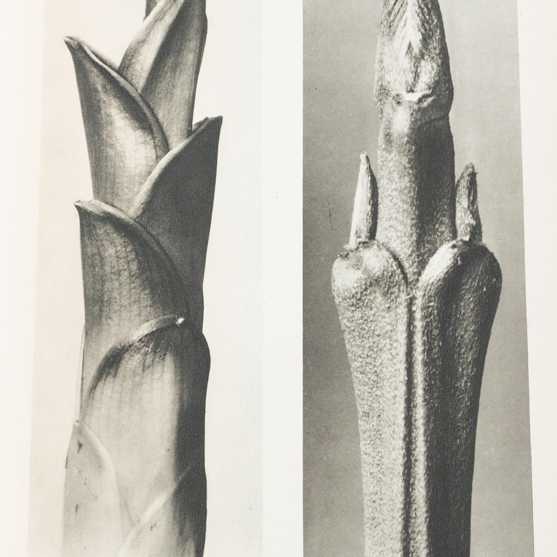 Karl Blossfeldt Black White Flower Photogravure Botanic Photography, 1942 In Good Condition In Barcelona, Barcelona