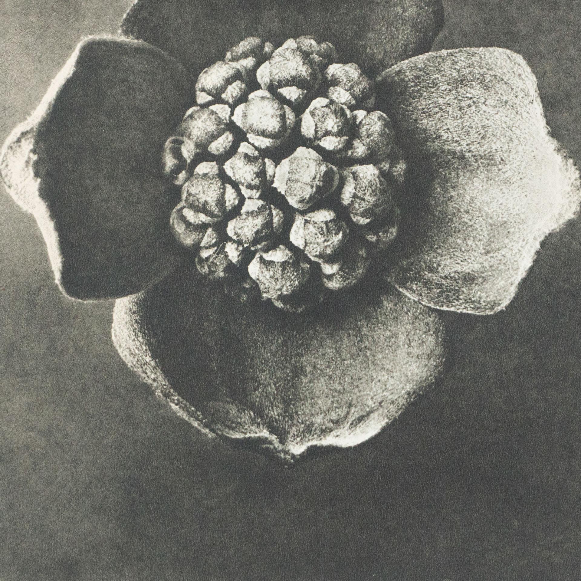 Karl Blossfeldt Schwarz-Weiß-Blumen-Fotogravur, Botanische Fotografie, 1942 im Zustand „Gut“ im Angebot in Barcelona, Barcelona
