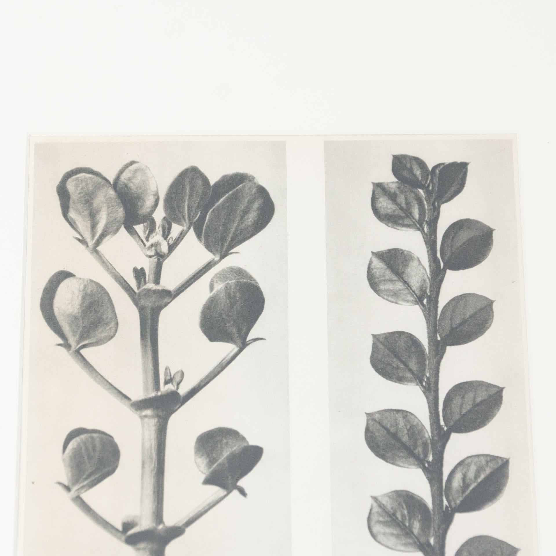Karl Blossfeldt Black White Flower Photogravure Botanic Photography, 1942 In Good Condition In Barcelona, Barcelona