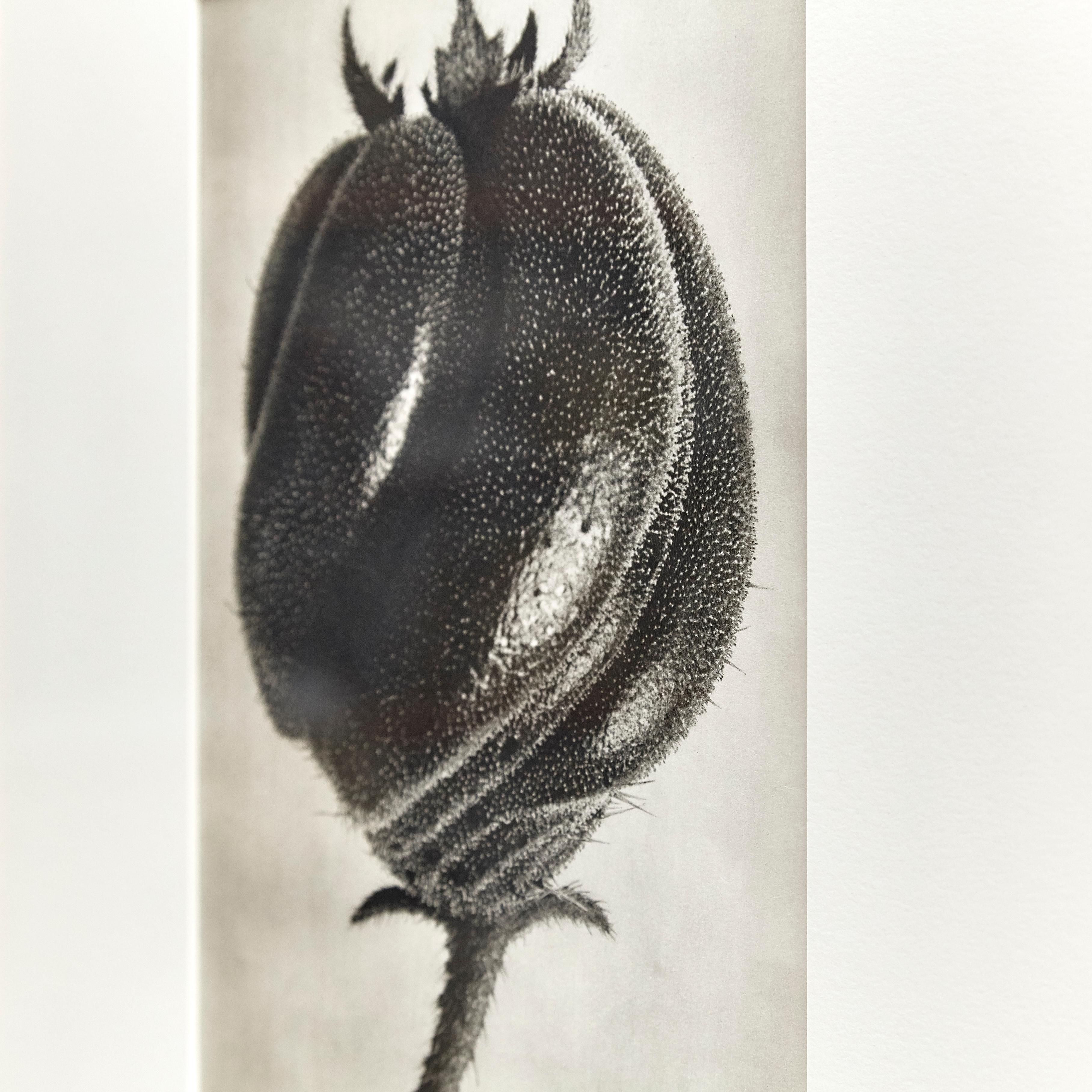 Karl Blossfeldt 1942 B&W Botanic Photogravure - Iconic Floral Art Photography In Good Condition For Sale In Barcelona, Barcelona