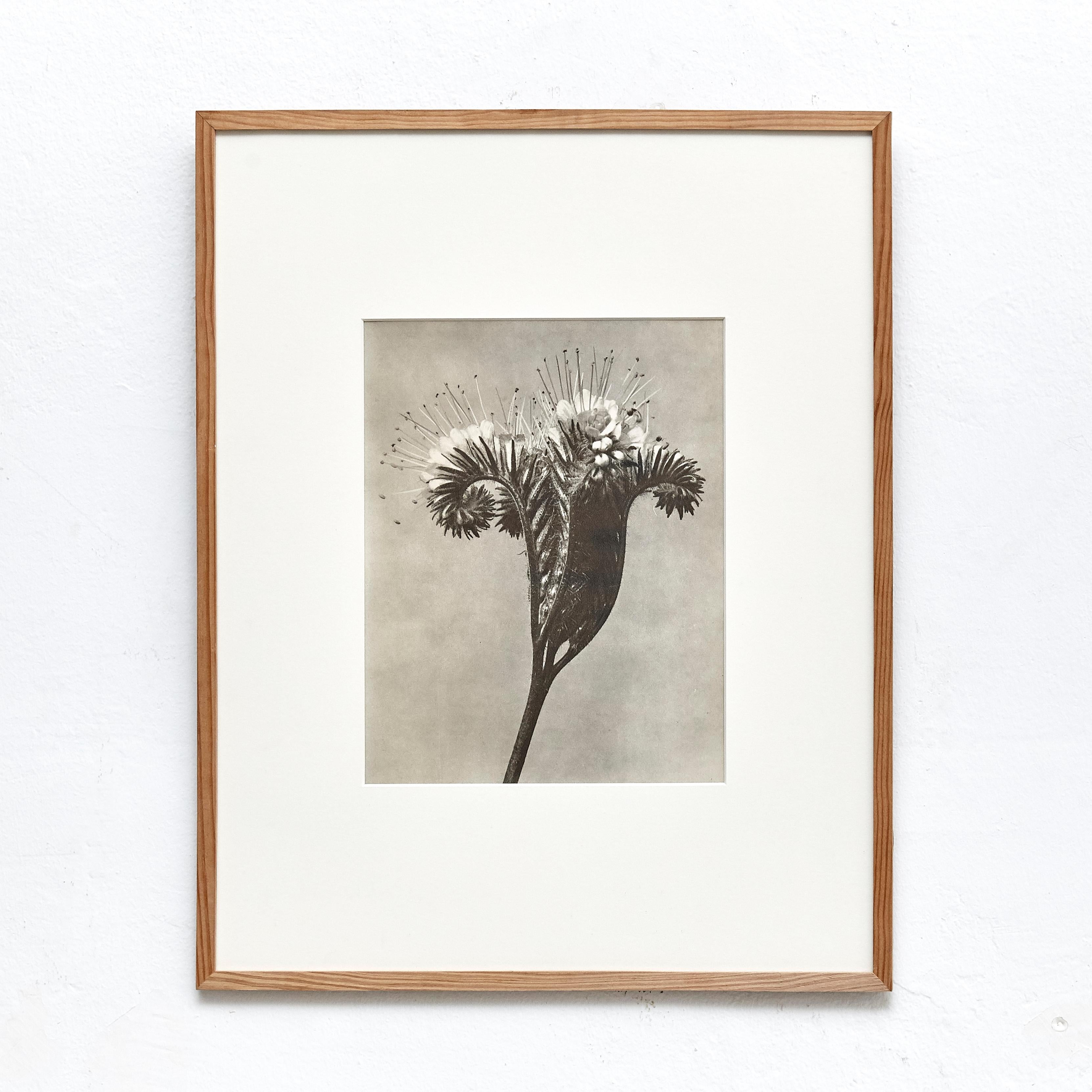 Karl Blossfeldt, photogravure de fleurs noires et blanches, photographie botanique, 1942 Bon état - En vente à Barcelona, Barcelona