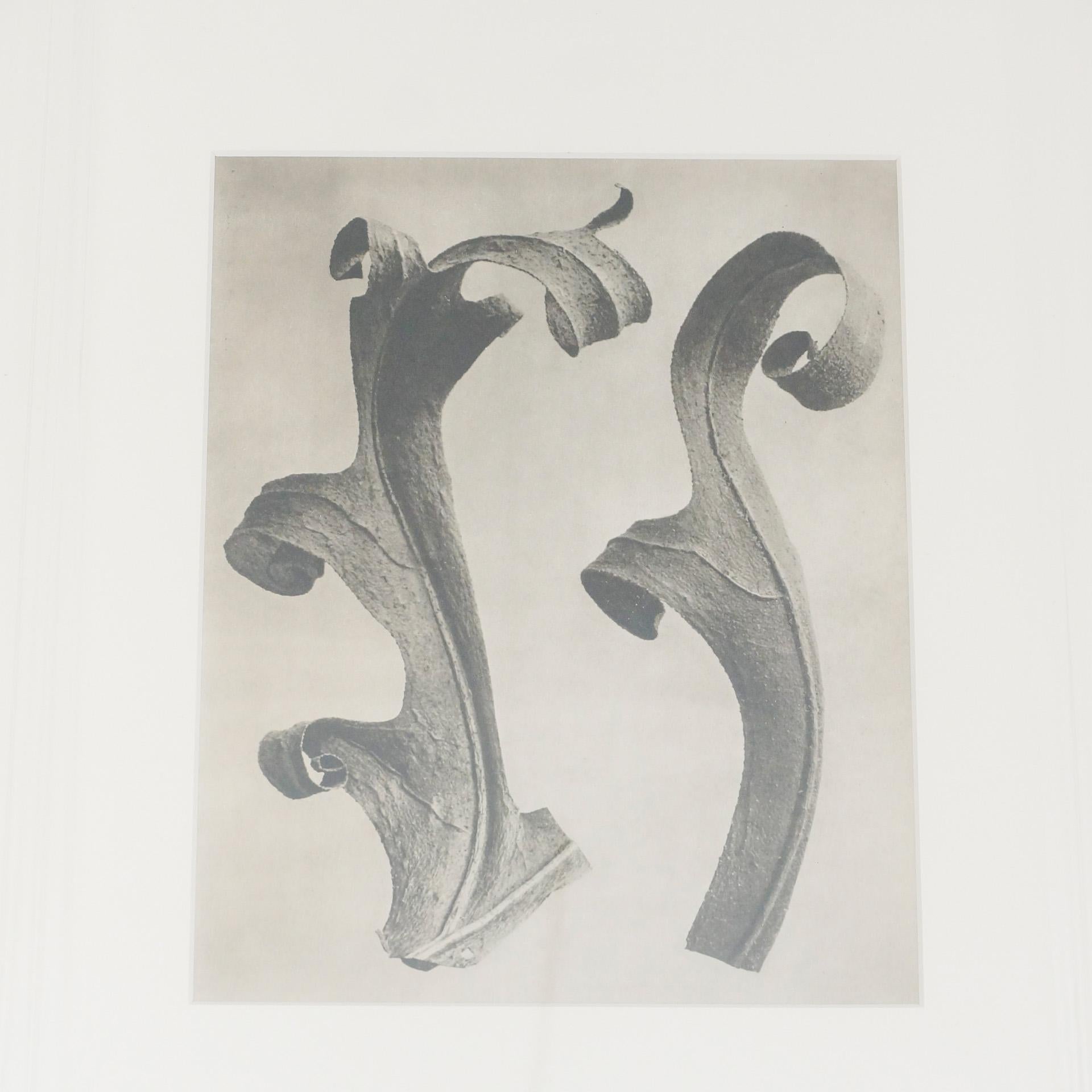 Karl Blossfeldt Black White Flower Photogravure Botanic Photography, 1942 In Good Condition For Sale In Barcelona, Barcelona