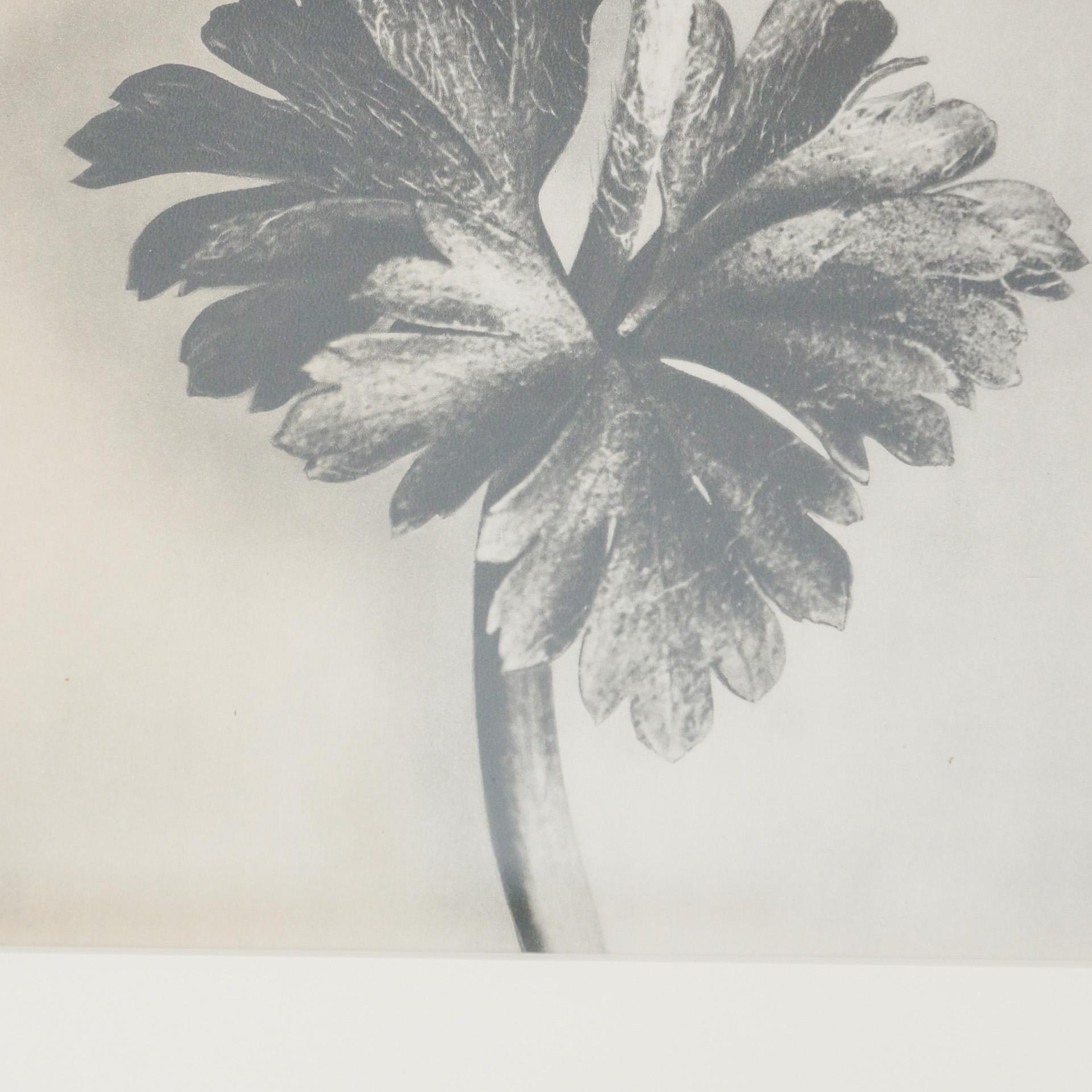 Karl Blossfeldt, photogravure de fleurs noires et blanches, photographie botanique, 1942 Bon état - En vente à Barcelona, Barcelona