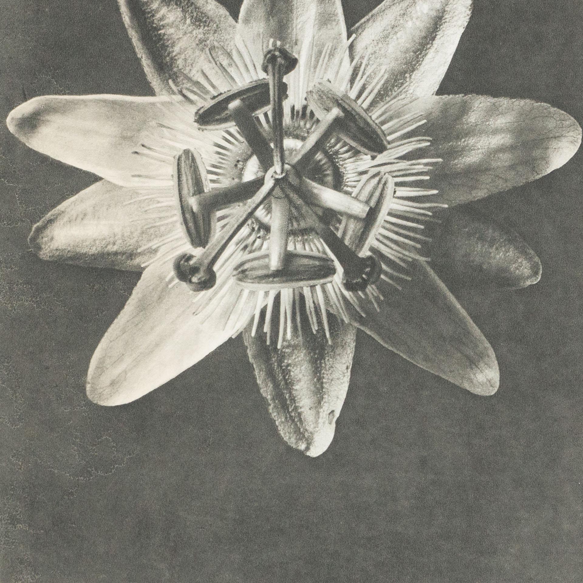 Karl Blossfeldt Black White Flower Photogravure Botanic Photography, 1942 In Good Condition For Sale In Barcelona, Barcelona