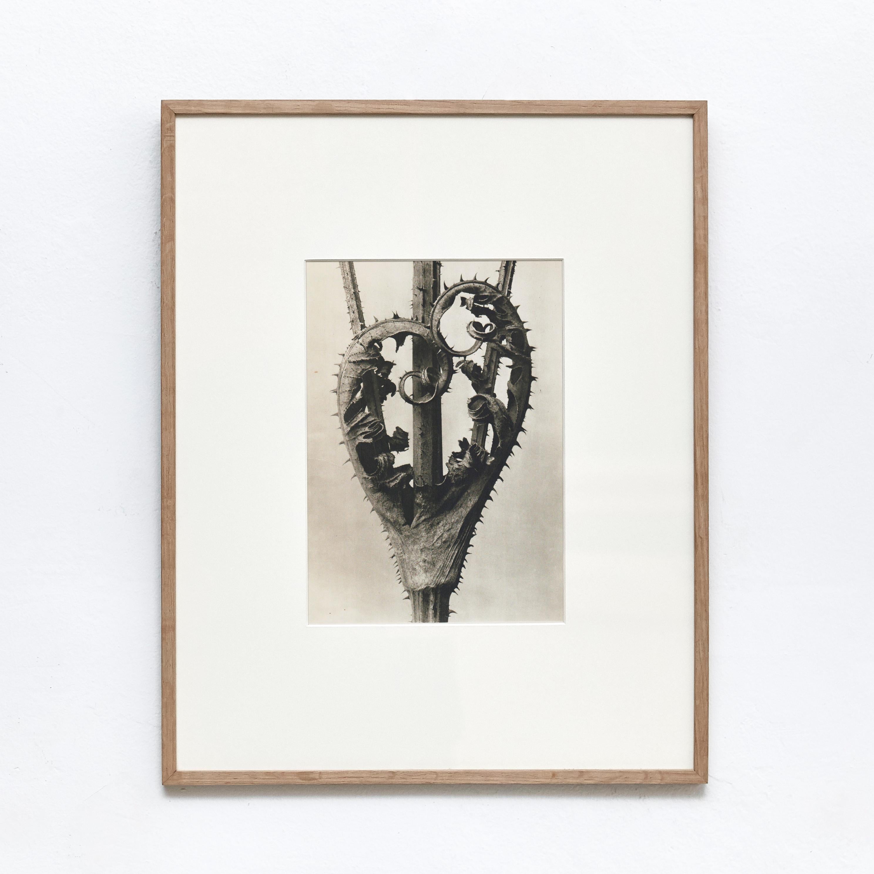 Karl Blossfeldt Black White Flower Photogravure Botanic Photography, 1942 In Good Condition For Sale In Barcelona, Barcelona