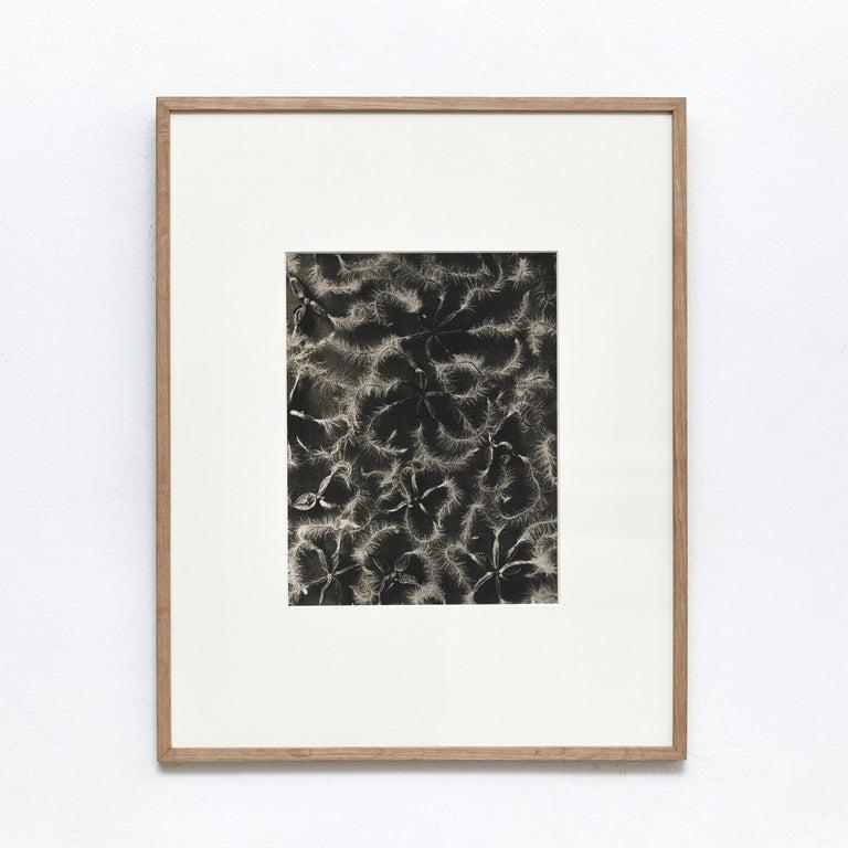 Karl Blossfeldt Black White Flower Photogravure Botanic Photography, 1942 In Good Condition For Sale In Barcelona, Barcelona