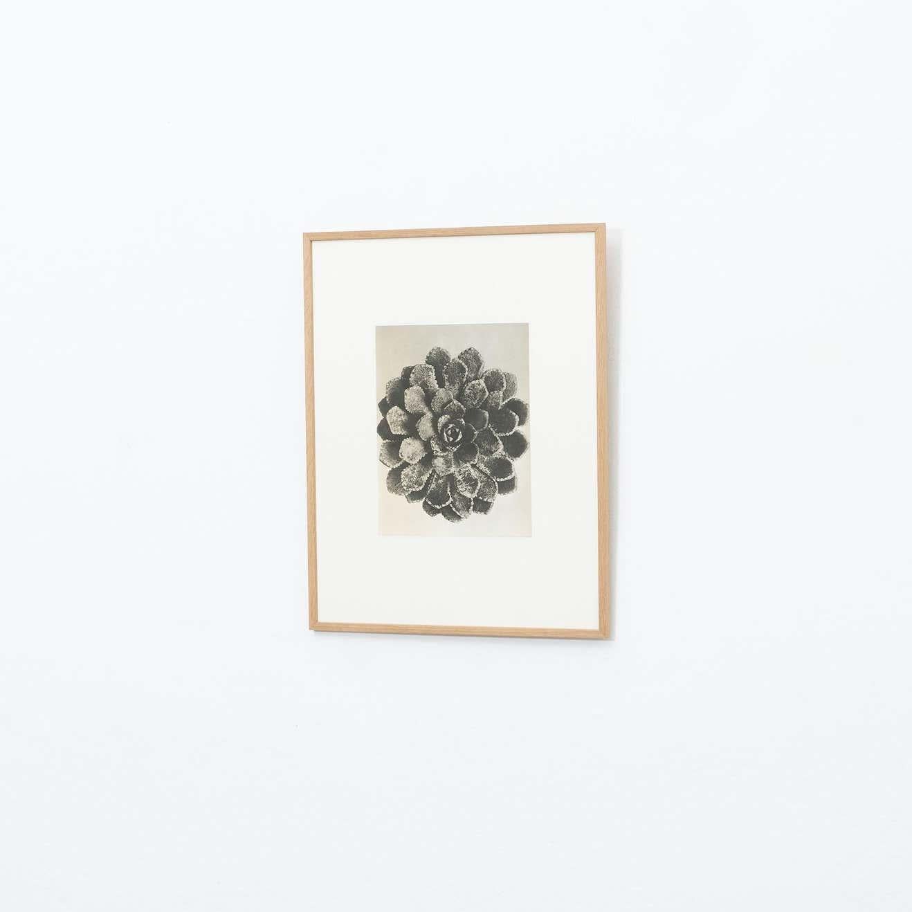 Karl Blossfeldt Fotografia botanica in bianco e nero con fiori, 1942 In condizioni buone in vendita a Barcelona, Barcelona