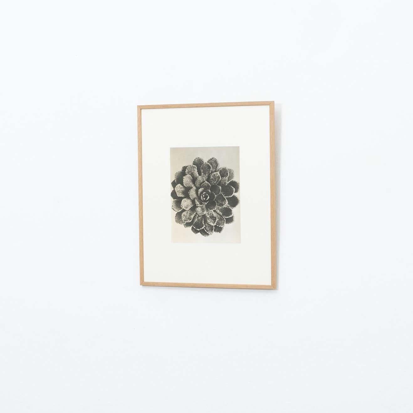 Karl Blossfeldt Black White Flower Photogravure Botanic Photography, 1942 In Good Condition For Sale In Barcelona, Barcelona