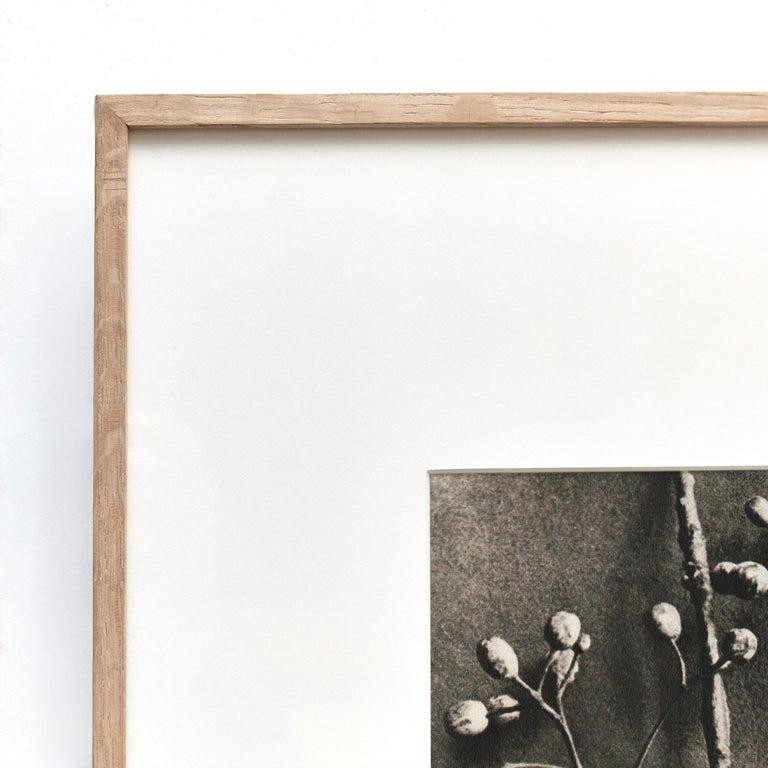 Karl Blossfeldt Fotografia botanica in bianco e nero con fiori, 1942 In condizioni buone in vendita a Barcelona, Barcelona
