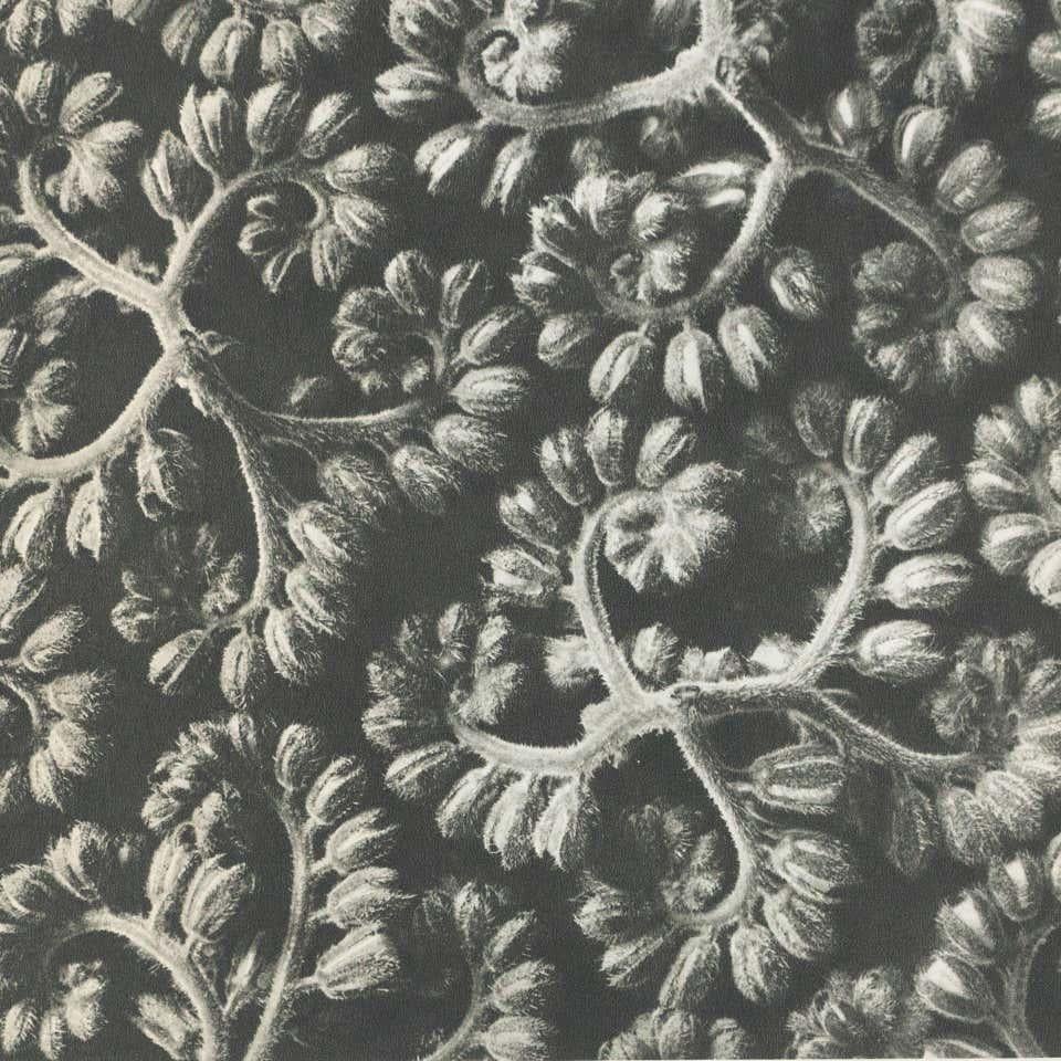 Karl Blossfeldt Black White Flower Photogravure Botanic Photography, 1942 In Good Condition For Sale In Barcelona, Barcelona