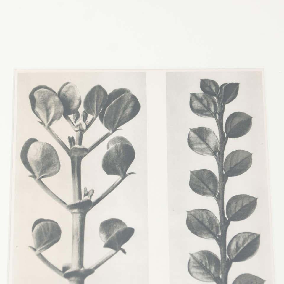 Karl Blossfeldt Schwarz-Weiß-Blumen-Fotogravur, Botanische Fotografie, 1942 im Zustand „Gut“ im Angebot in Barcelona, Barcelona