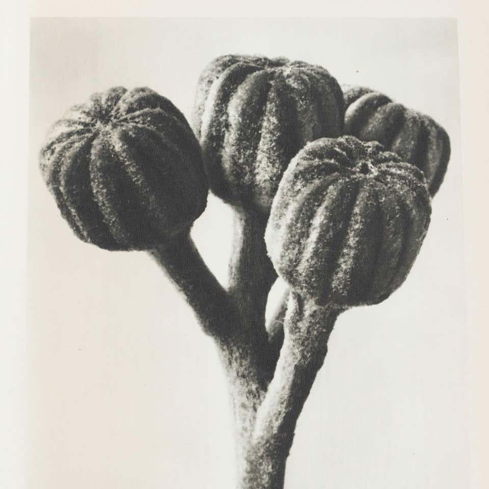 Karl Blossfeldt Black White Flower Photogravure Botanic Photography, 1942 In Good Condition For Sale In Barcelona, Barcelona