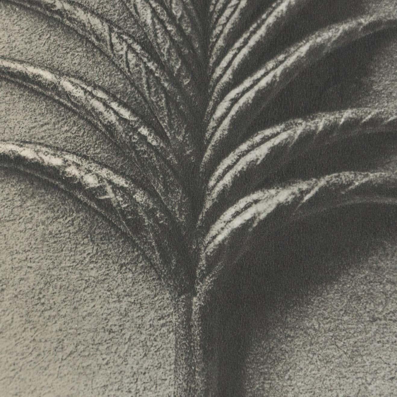 Karl Blossfeldt Fotograbado blanco negro de flores Fotografía botánica, 1942 en Bueno estado para la venta en Barcelona, Barcelona