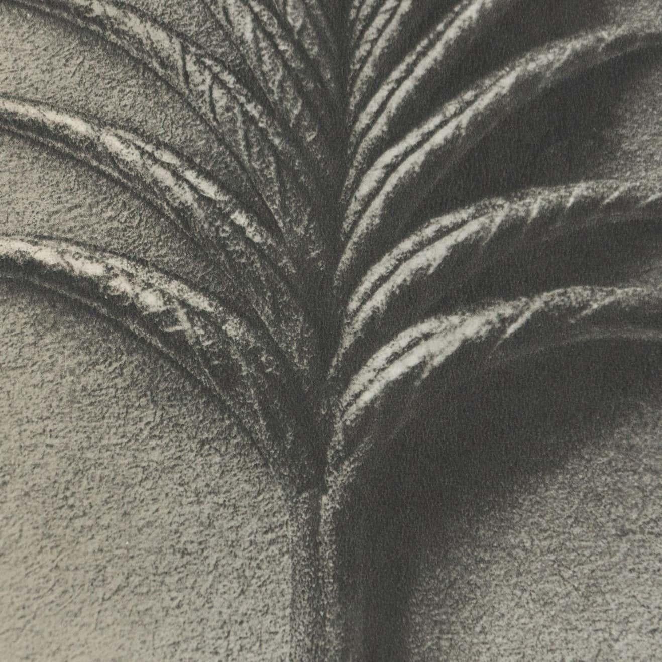 Karl Blossfeldt Black White Flower Photogravure Botanic Photography, 1942 In Good Condition For Sale In Barcelona, Barcelona