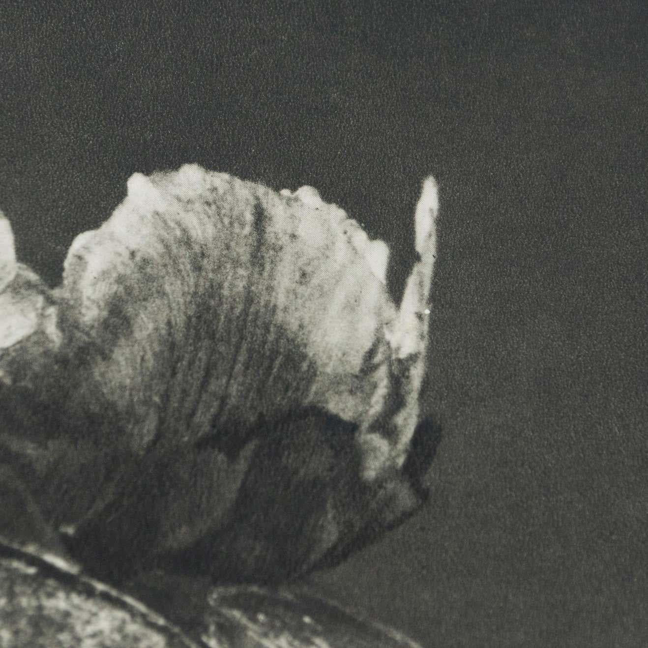 Karl Blossfeldt Black White Flower Photogravure Botanic Photography, 1942 In Good Condition For Sale In Barcelona, Barcelona