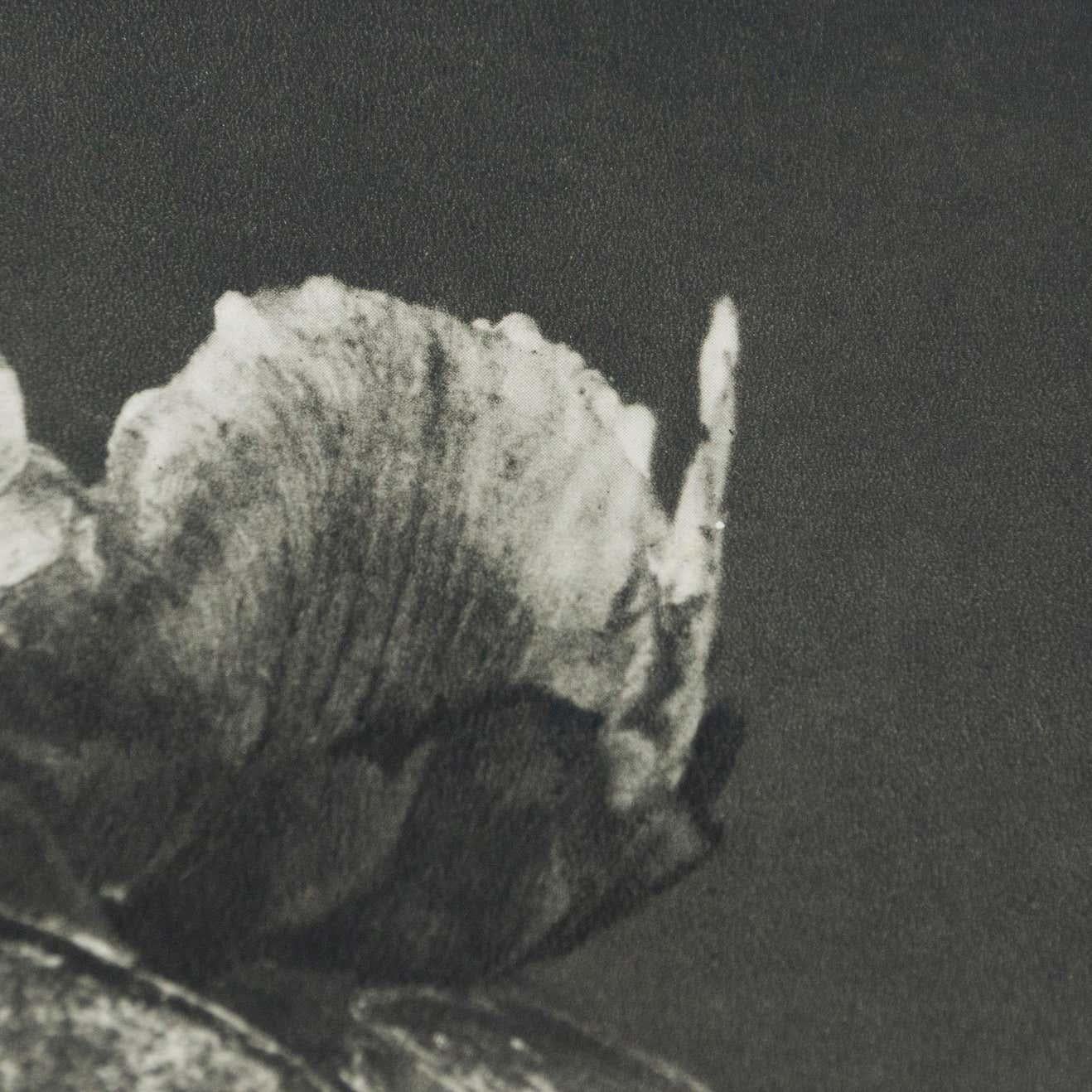 Karl Blossfeldt Fotografia botanica in bianco e nero con fiori, 1942 In condizioni buone in vendita a Barcelona, Barcelona