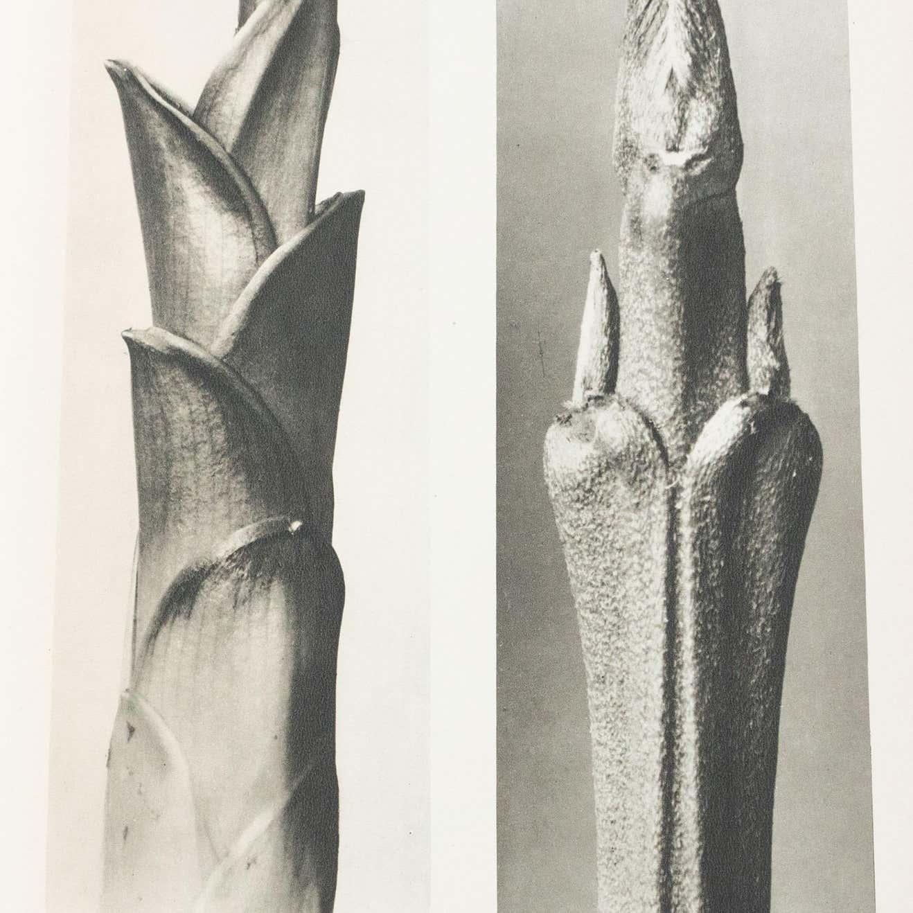 Karl Blossfeldt Black White Flower Photogravure Botanic Photography, 1942 In Good Condition For Sale In Barcelona, Barcelona