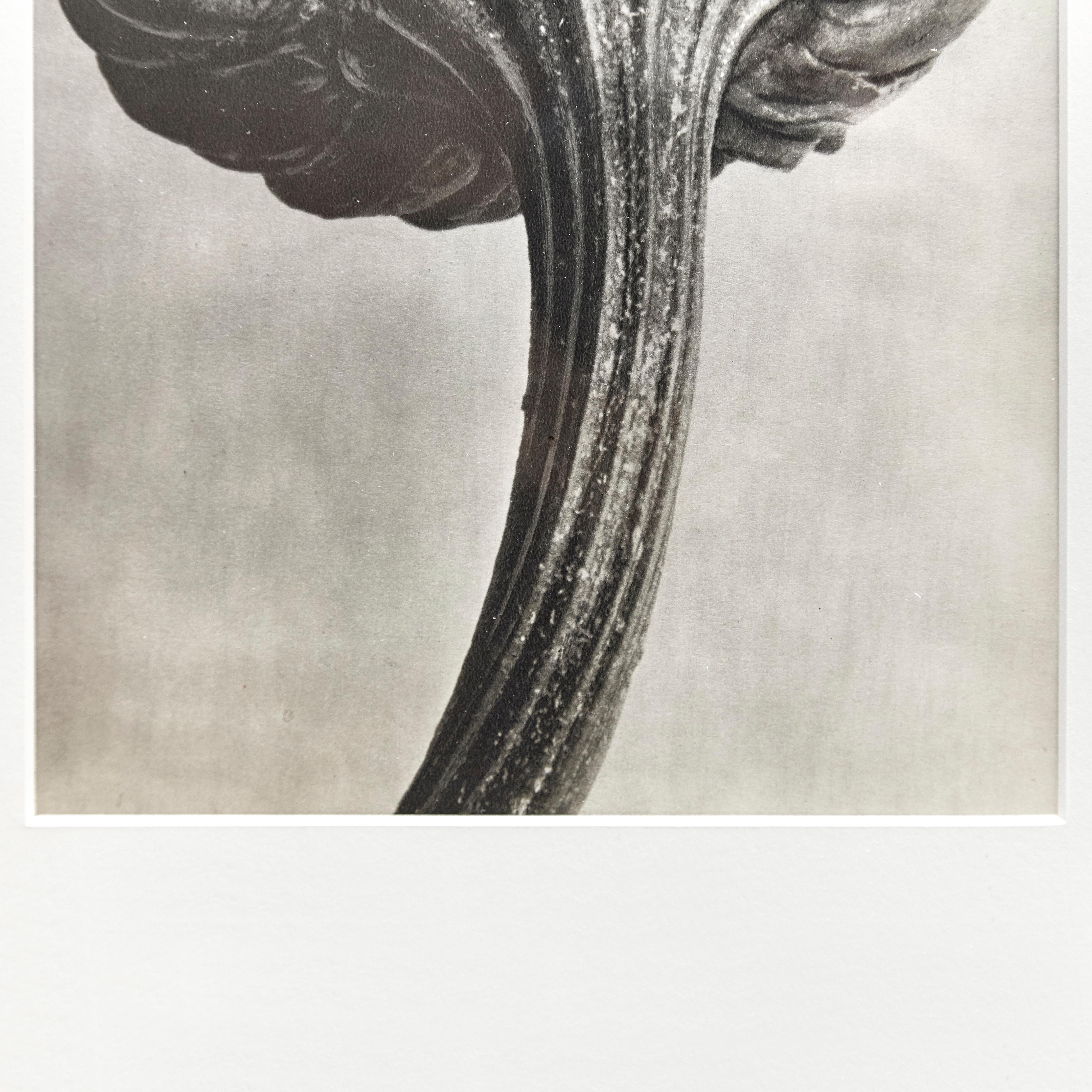 Mid-20th Century Karl Blossfeldt Black White Flower Photogravure Botanic Photography, 1942