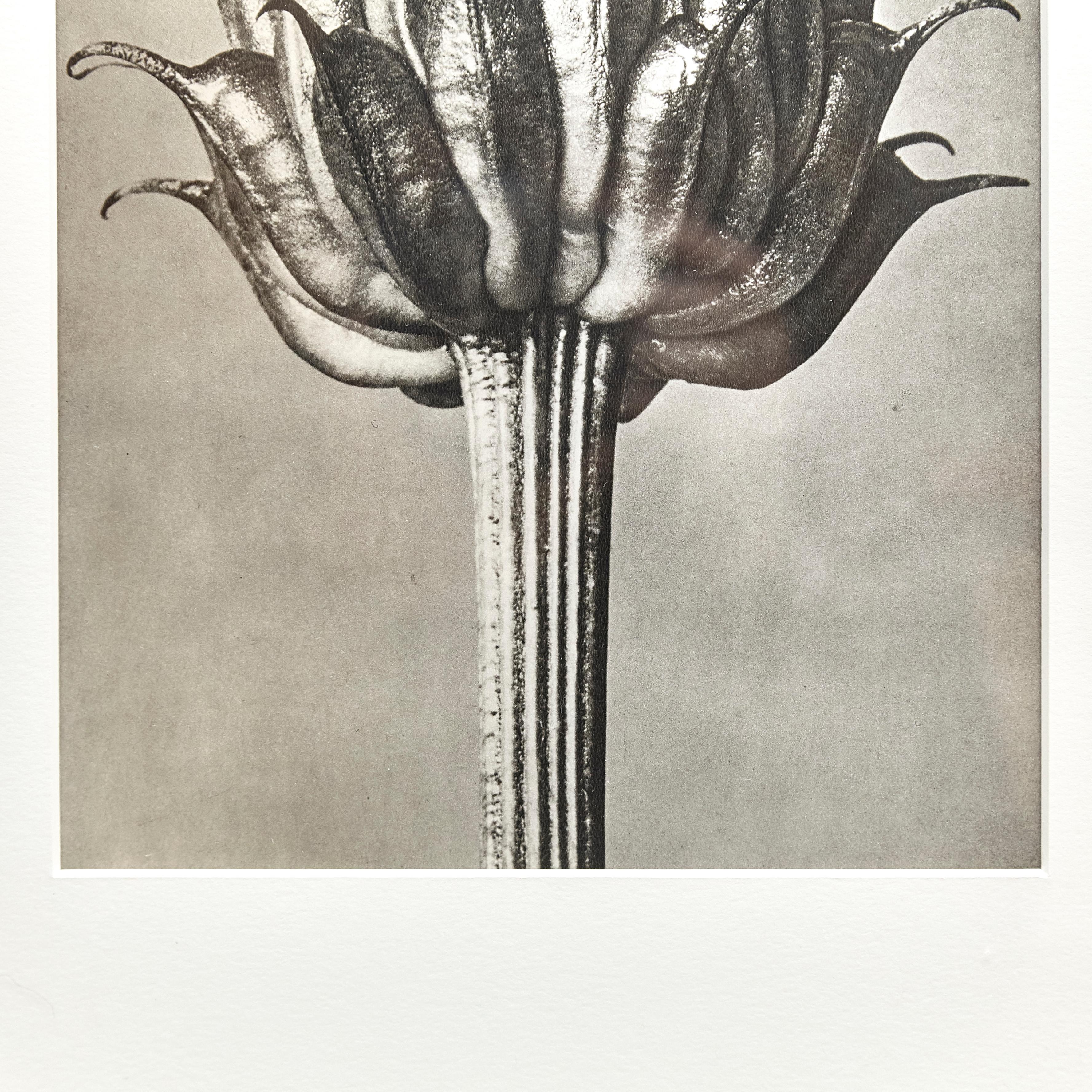 Mid-20th Century Karl Blossfeldt Black White Flower Photogravure Botanic Photography, 1942