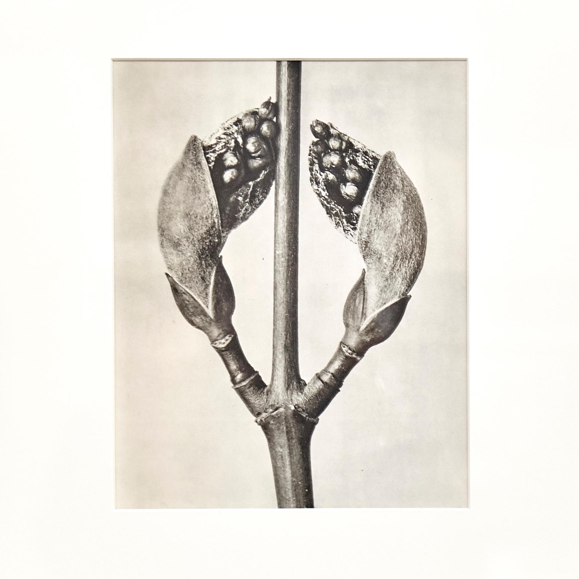 Mid-20th Century Karl Blossfeldt Black White Flower Photogravure Botanic Photography, 1942