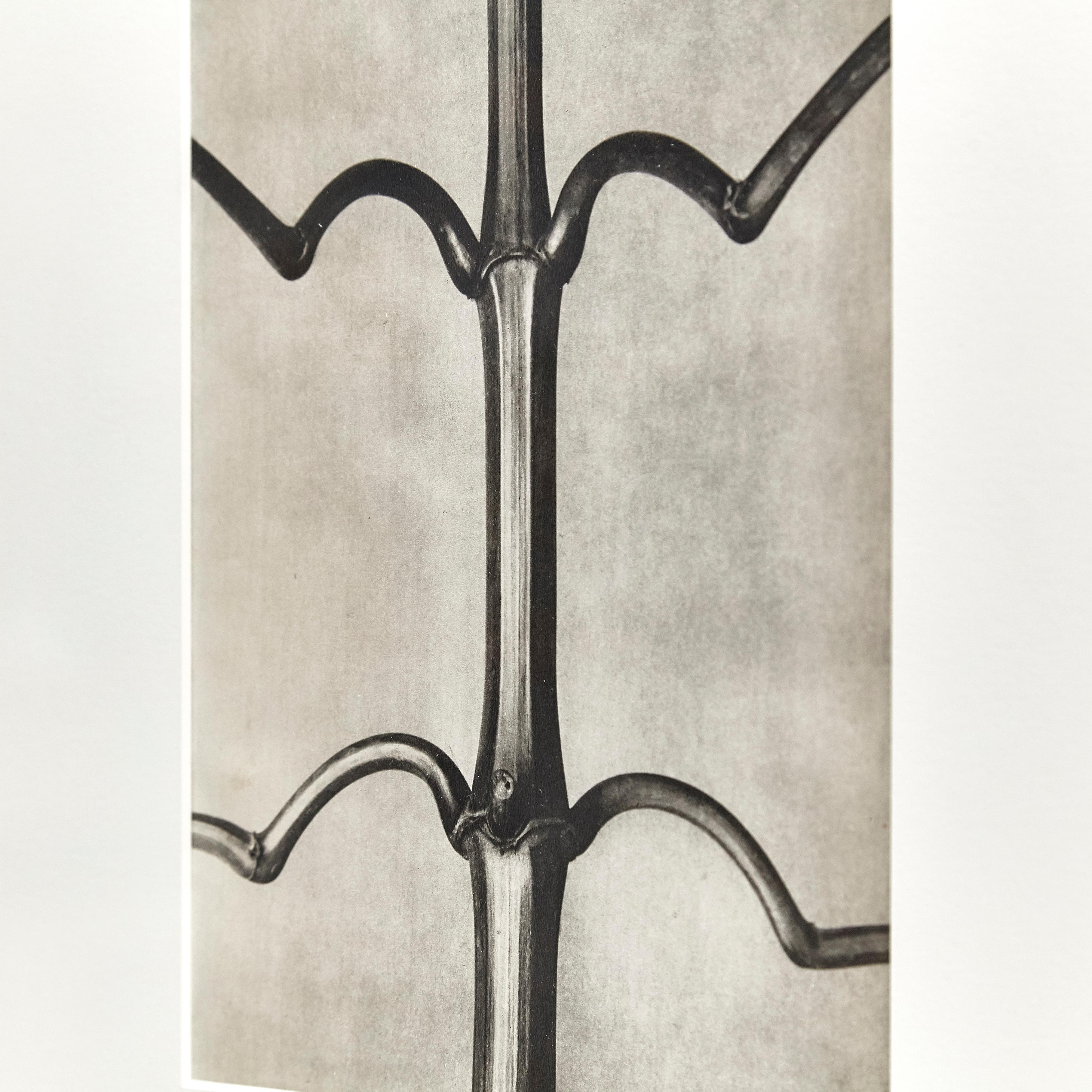 Milieu du XXe siècle Karl Blossfeldt, photogravure de fleurs noires et blanches, photographie botanique, 1942 en vente