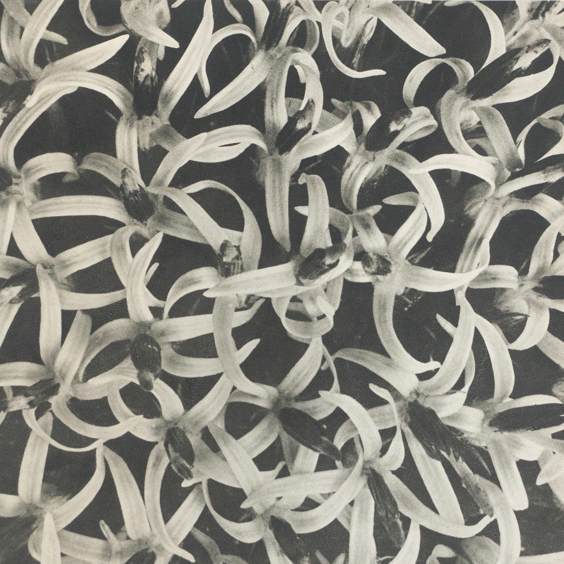 Mid-20th Century Karl Blossfeldt Black White Flower Photogravure Botanic Photography, 1942
