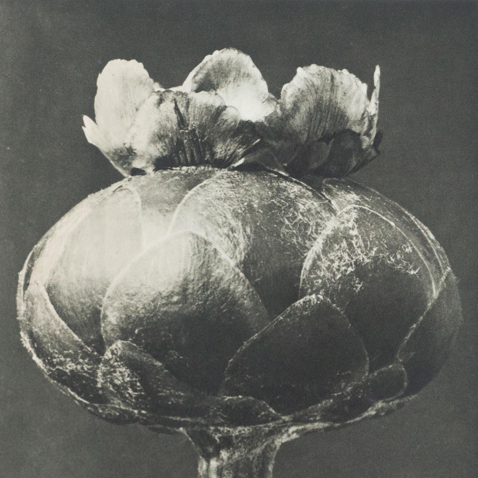 Mid-20th Century Karl Blossfeldt Black White Flower Photogravure Botanic Photography, 1942