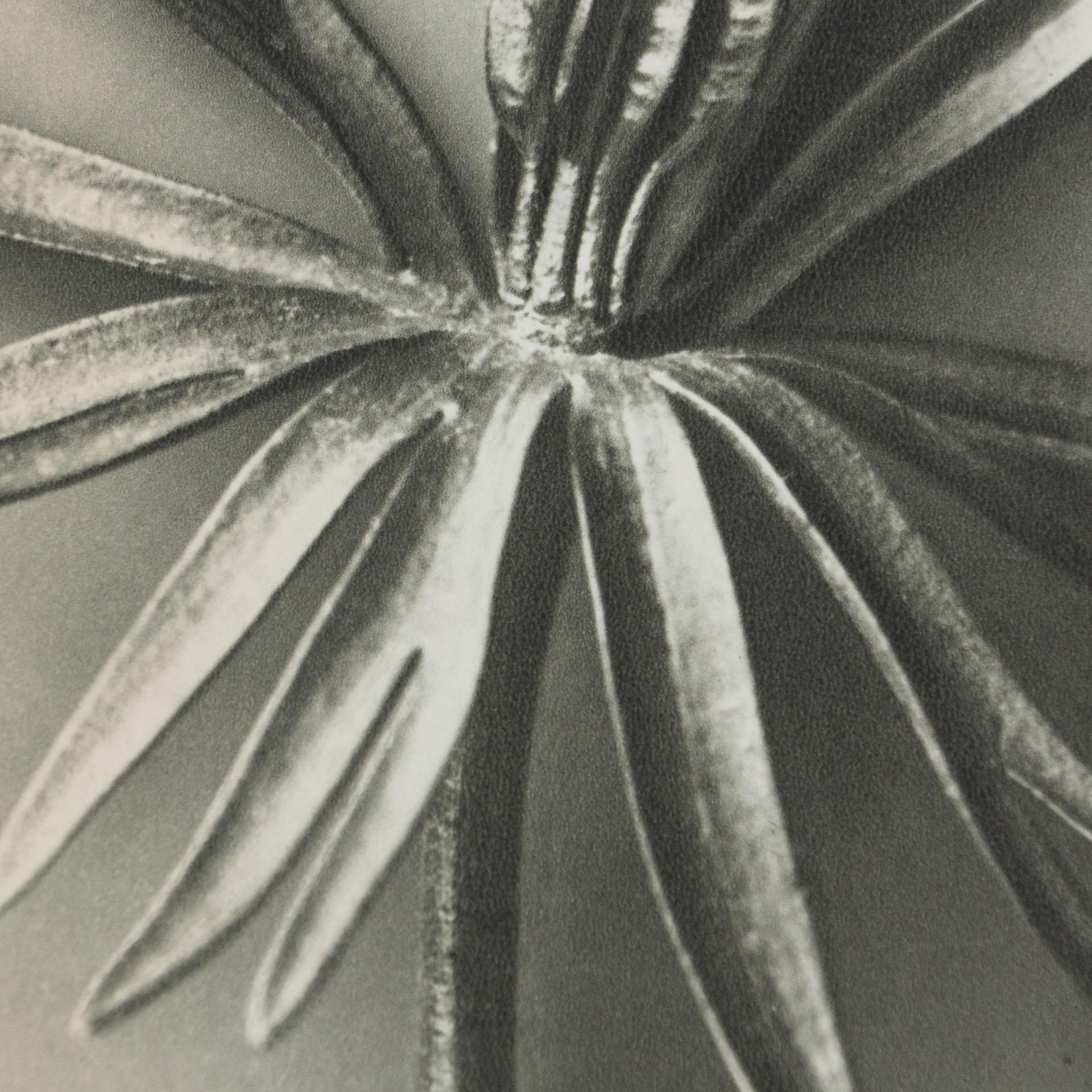 Mid-20th Century Karl Blossfeldt Black White Flower Photogravure Botanic Photography, 1942