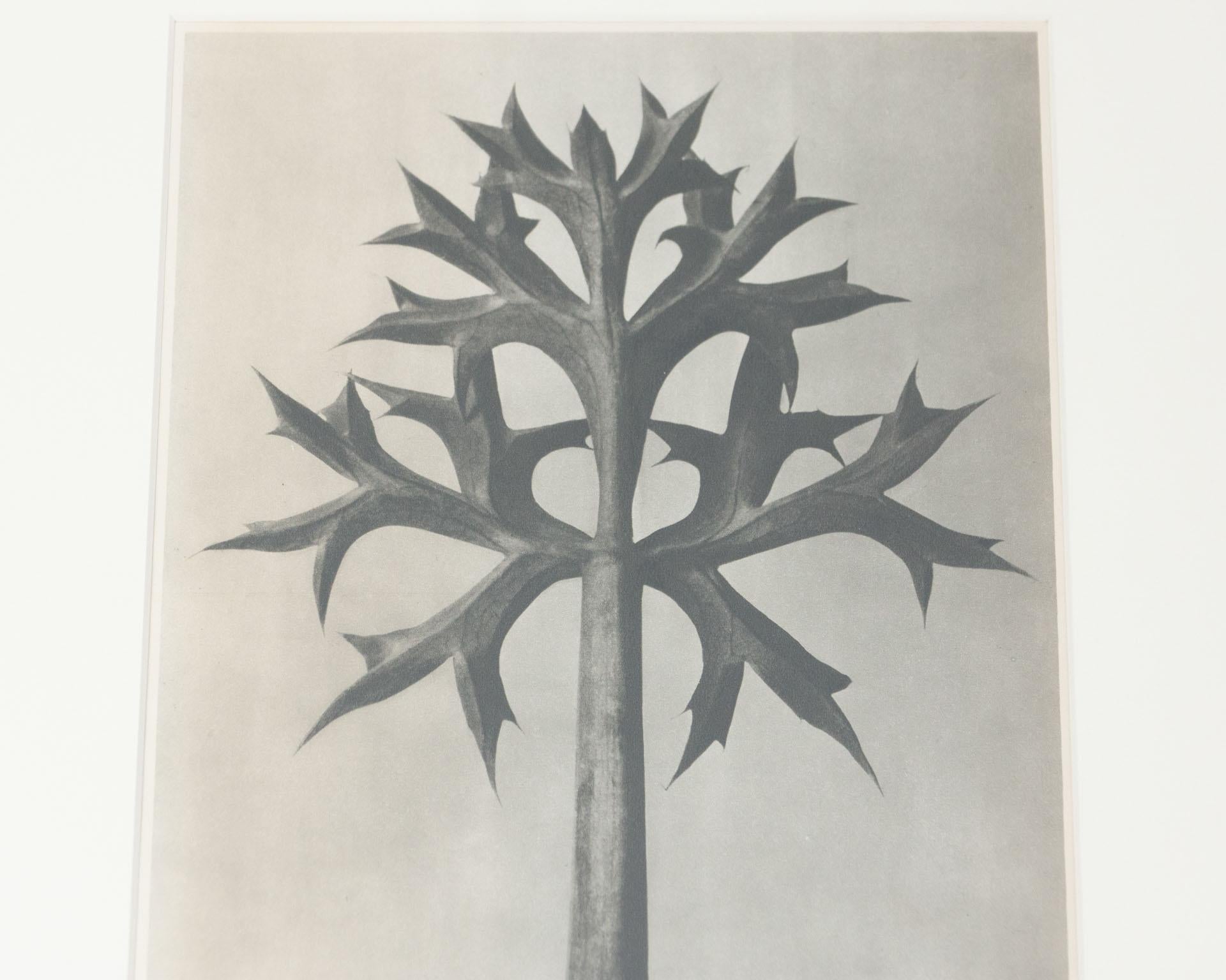 Milieu du XXe siècle Karl Blossfeldt, photogravure de fleurs noires et blanches, photographie botanique, 1942 en vente