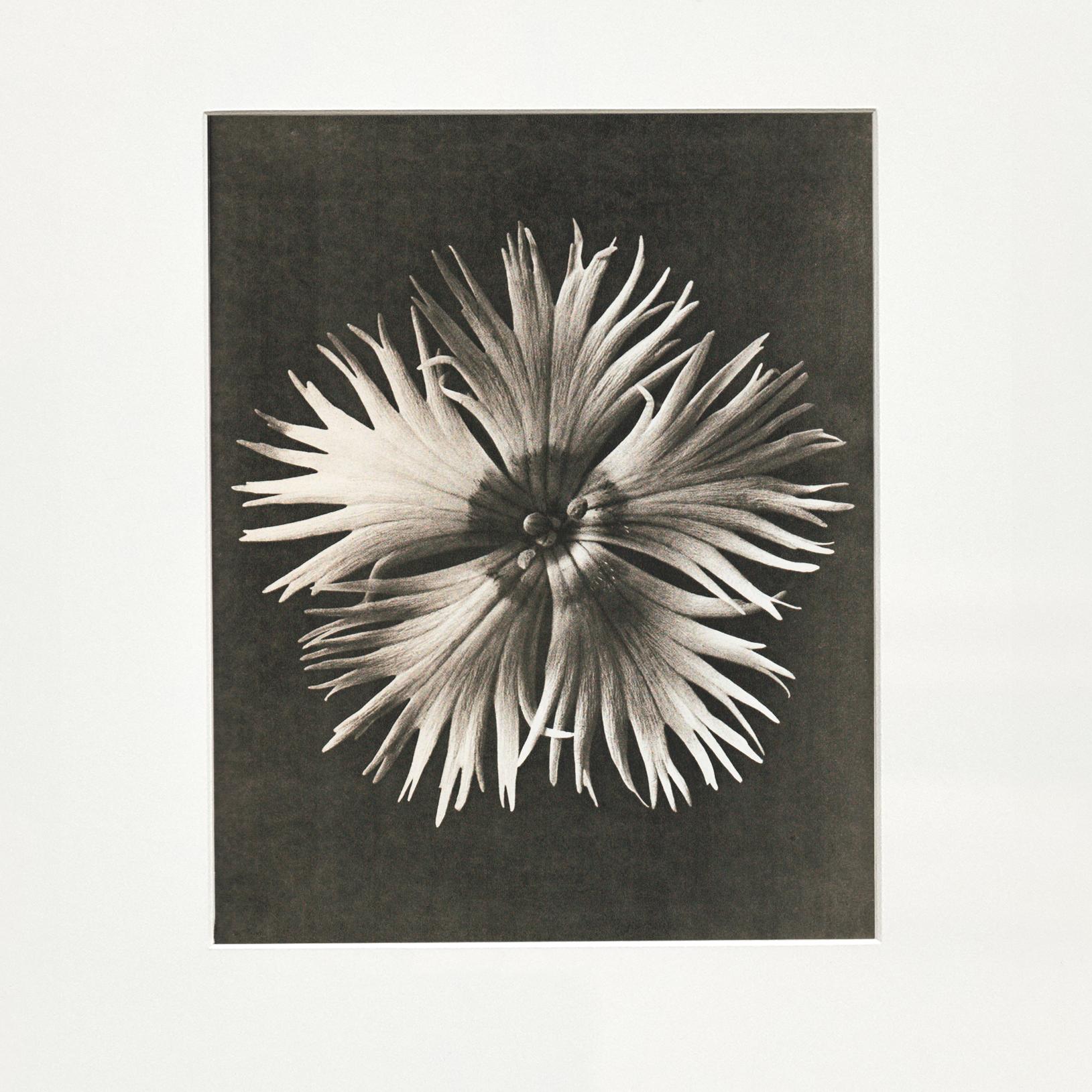 Milieu du XXe siècle Karl Blossfeldt, photogravure de fleurs noires et blanches, photographie botanique, 1942 en vente