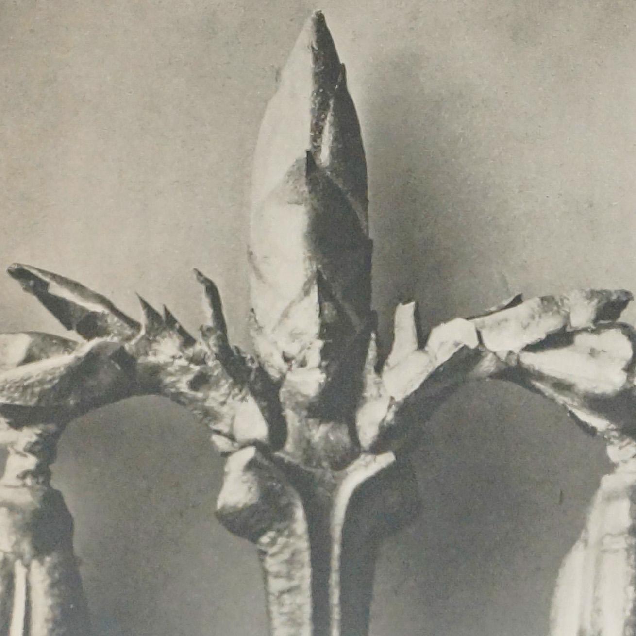 Karl Blossfeldt Schwarz-Weiß-Blumen-Fotogravur, botanische Fotografie, 1942 (Mitte des 20. Jahrhunderts) im Angebot