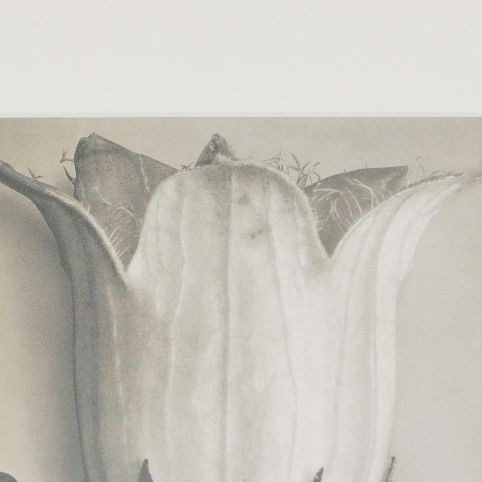 Milieu du XXe siècle Karl Blossfeldt, photogravure de fleurs noires et blanches, photographie botanique, 1942 en vente