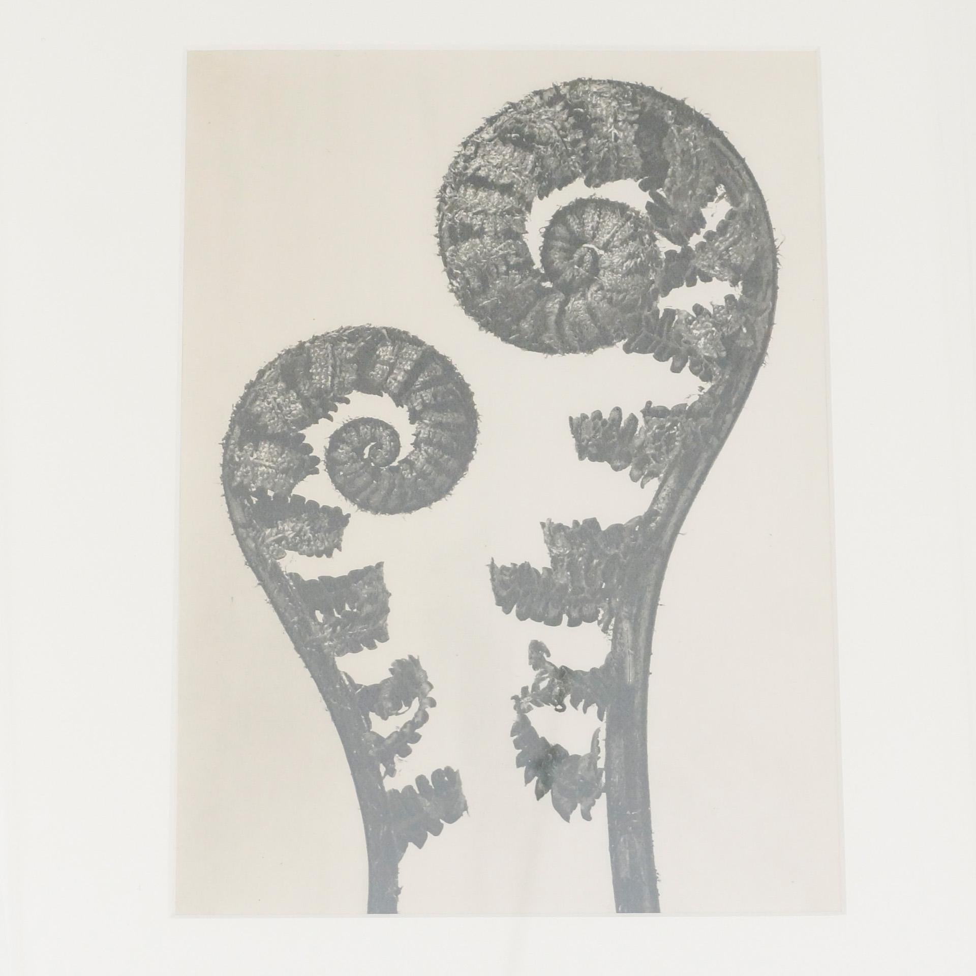 Mid-20th Century Karl Blossfeldt Black White Flower Photogravure Botanic Photography, 1942