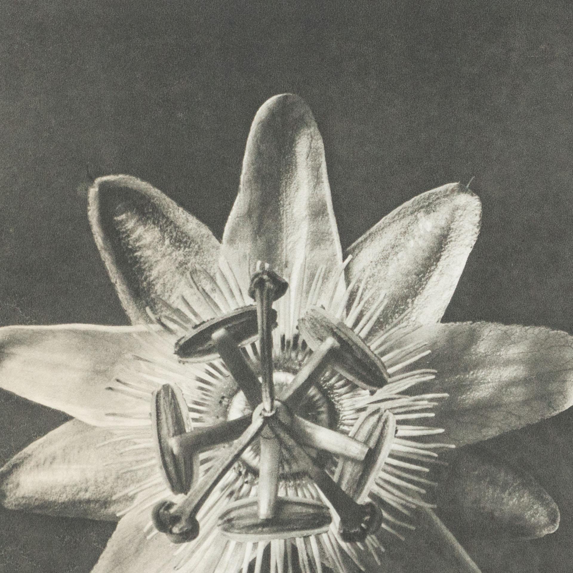 Milieu du XXe siècle Karl Blossfeldt, photogravure de fleurs noires et blanches, photographie botanique, 1942 en vente