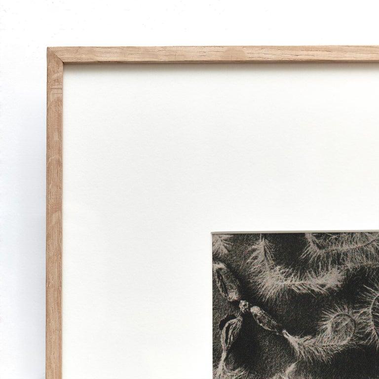 Metà XX secolo Karl Blossfeldt Fotografia botanica in bianco e nero con fiori, 1942 in vendita