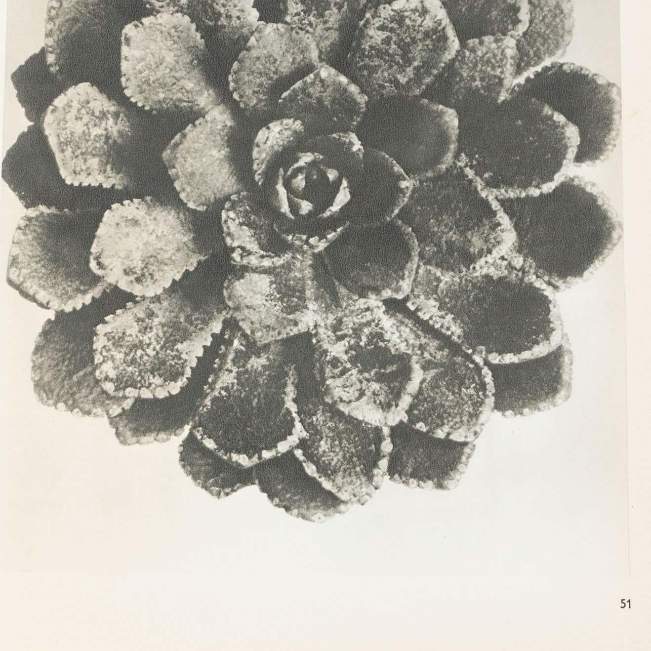Metà XX secolo Karl Blossfeldt Fotografia botanica in bianco e nero con fiori, 1942 in vendita