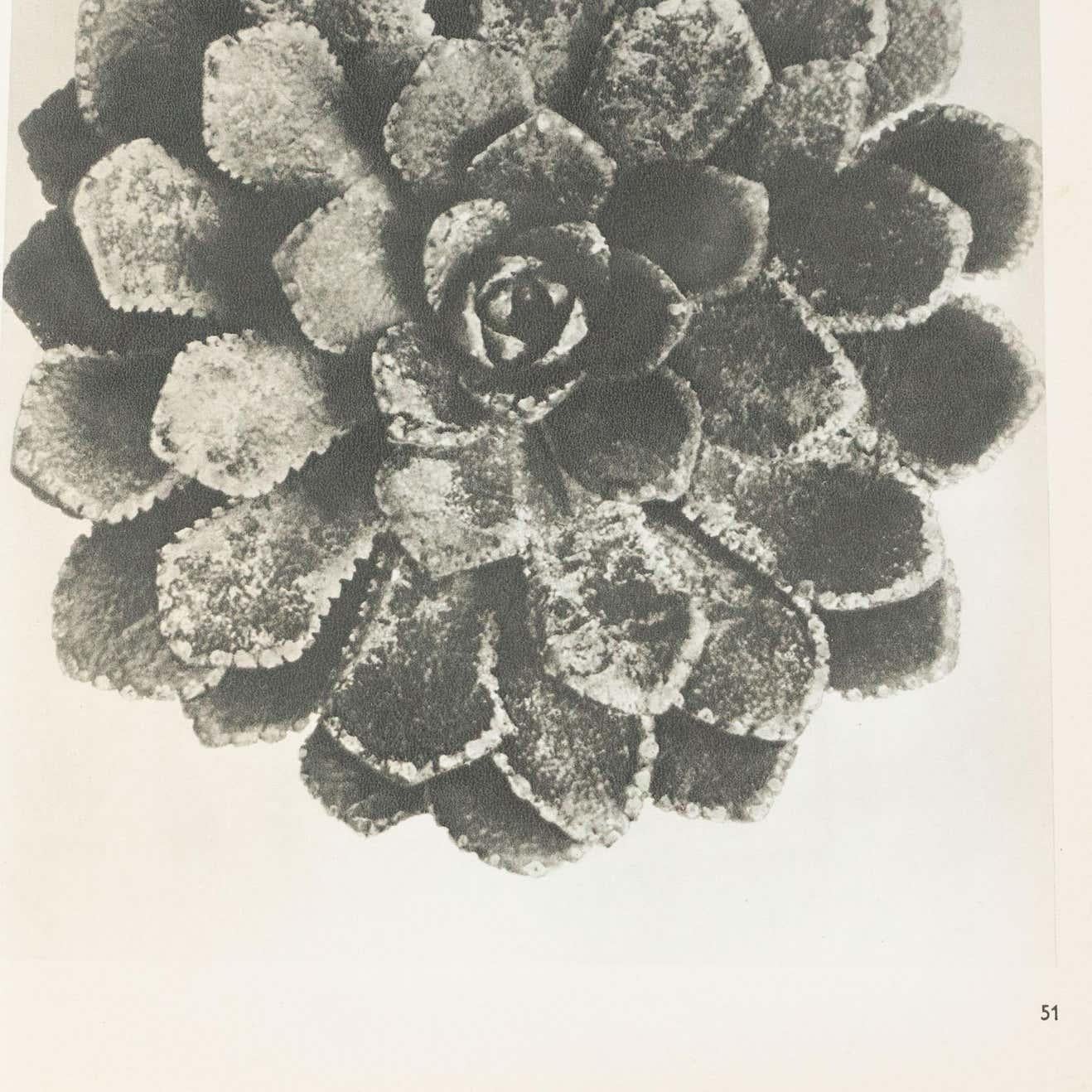 Milieu du XXe siècle Karl Blossfeldt, photogravure de fleurs noires et blanches, photographie botanique, 1942 en vente