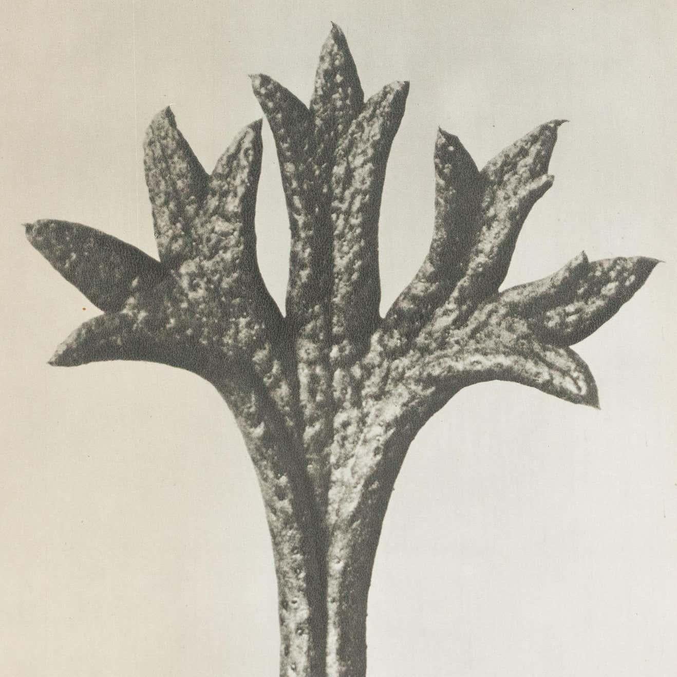 Milieu du XXe siècle Karl Blossfeldt, photogravure de fleurs noires et blanches, photographie botanique, 1942 en vente