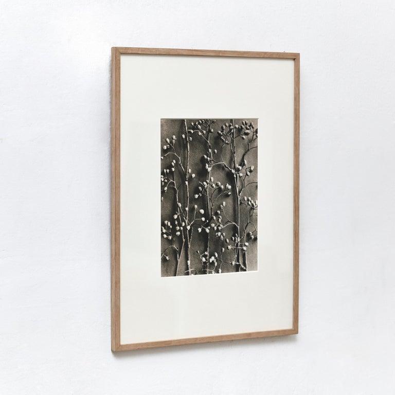 Metà XX secolo Karl Blossfeldt Fotografia botanica in bianco e nero con fiori, 1942 in vendita