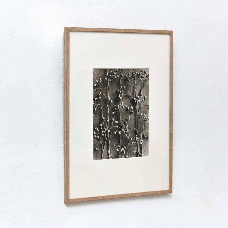 Milieu du XXe siècle Karl Blossfeldt, photogravure de fleurs noires et blanches, photographie botanique, 1942 en vente