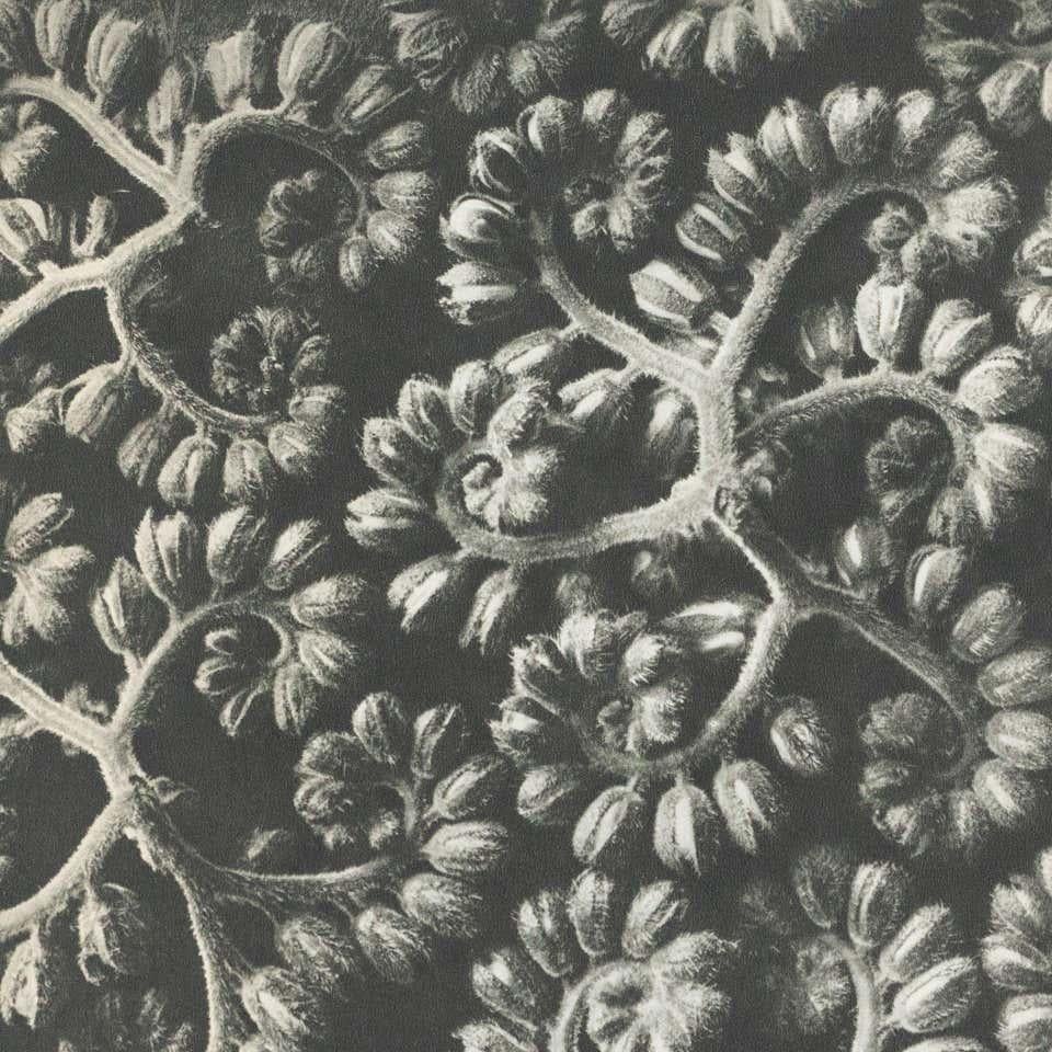 Milieu du XXe siècle Karl Blossfeldt, photogravure de fleurs noires et blanches, photographie botanique, 1942 en vente
