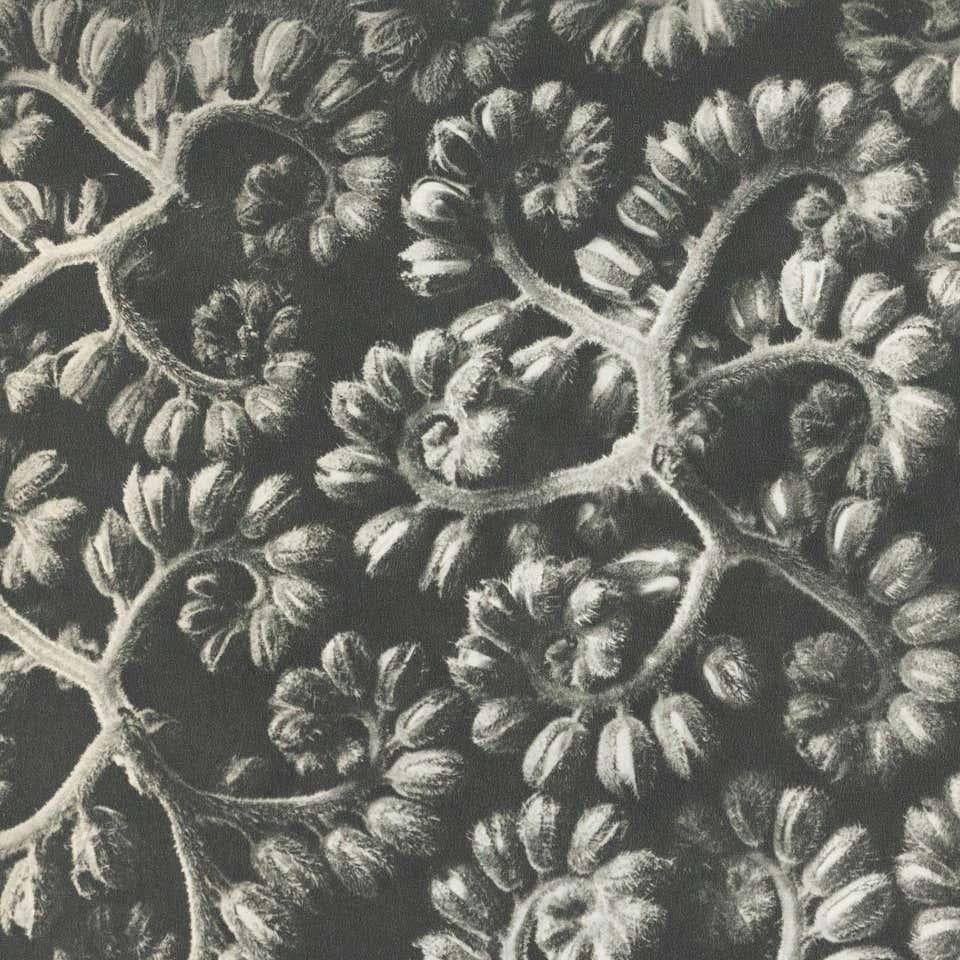 Metà XX secolo Karl Blossfeldt Fotografia botanica in bianco e nero con fiori, 1942 in vendita