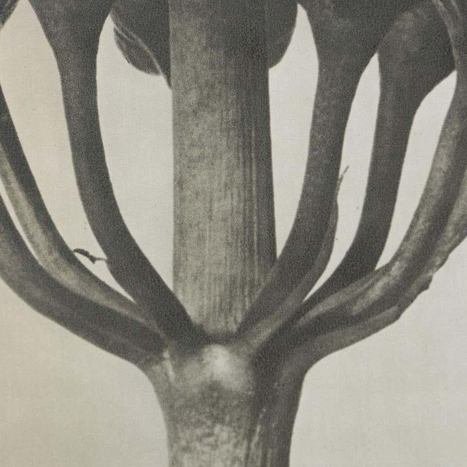 Karl Blossfeldt Schwarz-Weiß-Blumen-Fotogravur, Botanische Fotografie, 1942 (Mitte des 20. Jahrhunderts) im Angebot
