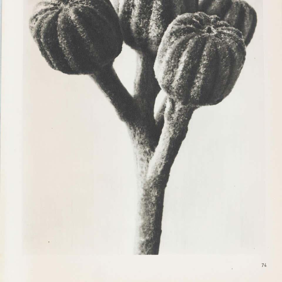 Mid-20th Century Karl Blossfeldt Black White Flower Photogravure Botanic Photography, 1942 For Sale