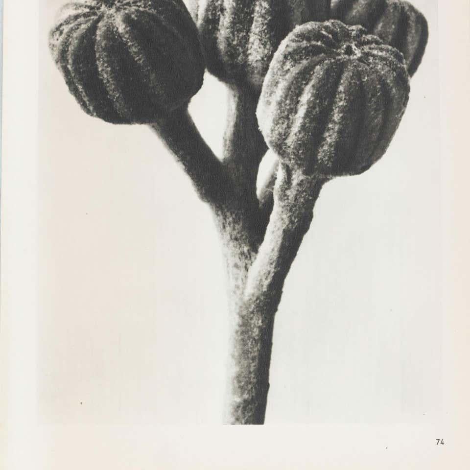 Milieu du XXe siècle Karl Blossfeldt, photogravure de fleurs noires et blanches, photographie botanique, 1942 en vente